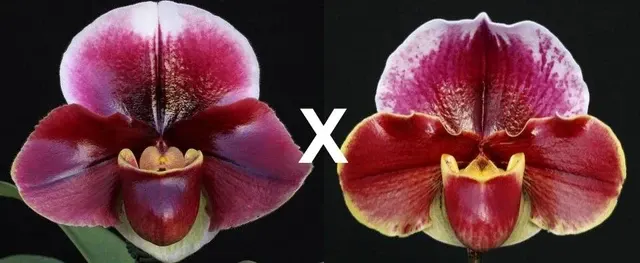Paphiopedilum Flash Point x Red Dawn 'First Love' x (Keyeshill x Hama Chilwin) 'Red Rhapsody' (Paphiopedilum)