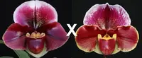 Paphiopedilum Flash Point x Red Dawn) 'First Love' x (Keyeshill x Hama Chilwin) 'Red Rhapsody'