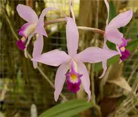 Laelia anceps