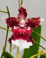 Onc. Heaven Scent 'Redolence'