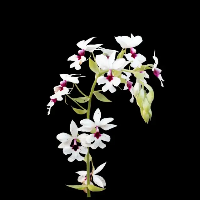 Calanthe vestita (Calanthe)