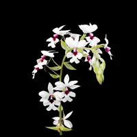 Calanthe vestita
