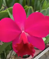 Cattleya LOVE CASTLE (C. Psyche x C. José Dias Castro) 'Kurenai'