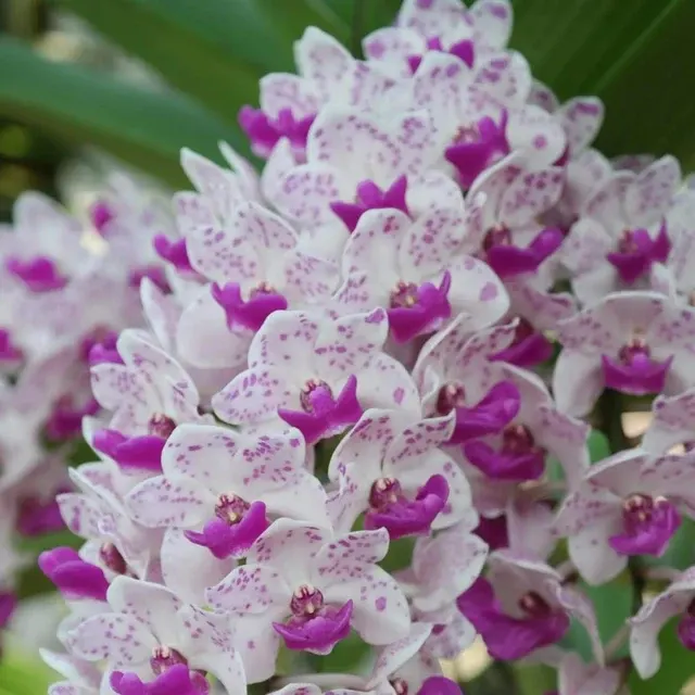 Rhynchostylis Gigantea 'Spotted' (Rhynchostylis)