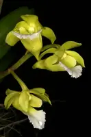 Vanda vietnamica