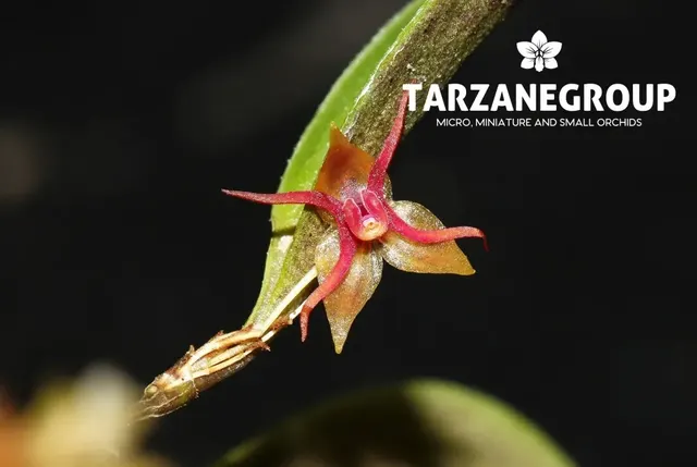 Lepanthes teretipetala (Lepanthes)