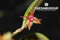 LEPANTHES TERETIPETALA MINIATURE ORCHID MOUNTED
