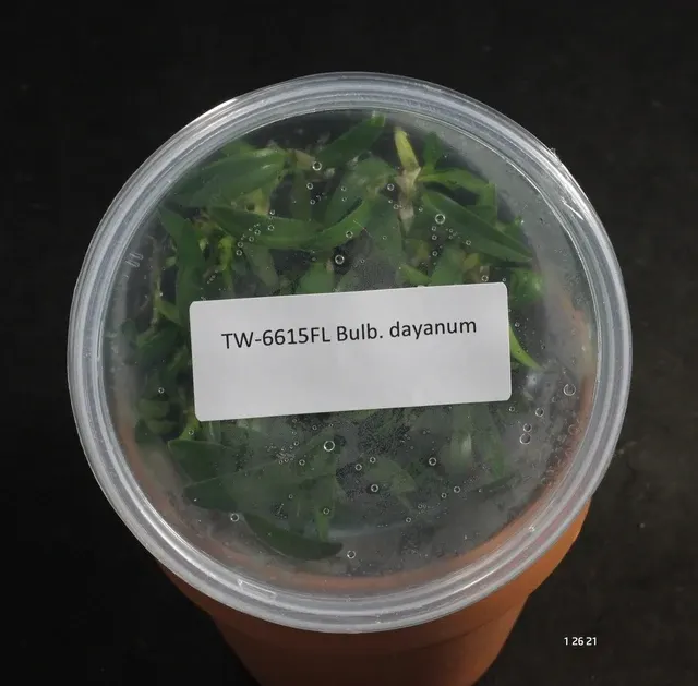 Bulbophyllum dayanum (Bulbophyllum)