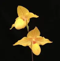 Paphiopedilum DOLLGOLDI (rothschildianum x armeniacum)