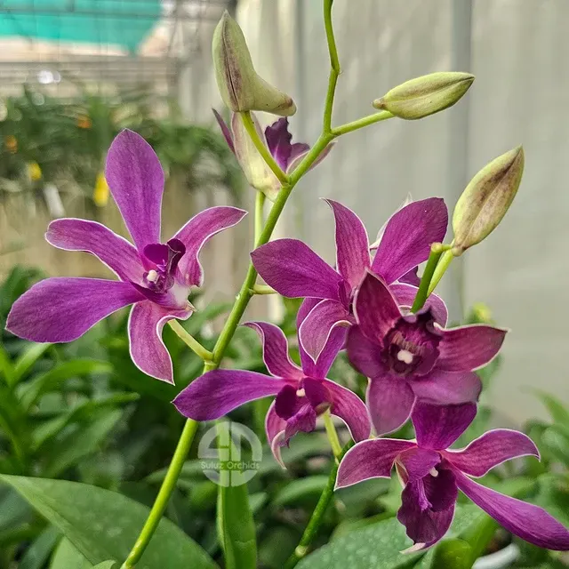 Dendrobium Airway Blue x Blue Angel (Dendrobium)