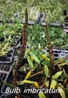 Bulb. imbricatum (BUIM) ( - - Bulbophyllum ) Bulb.=Bulbophyllum