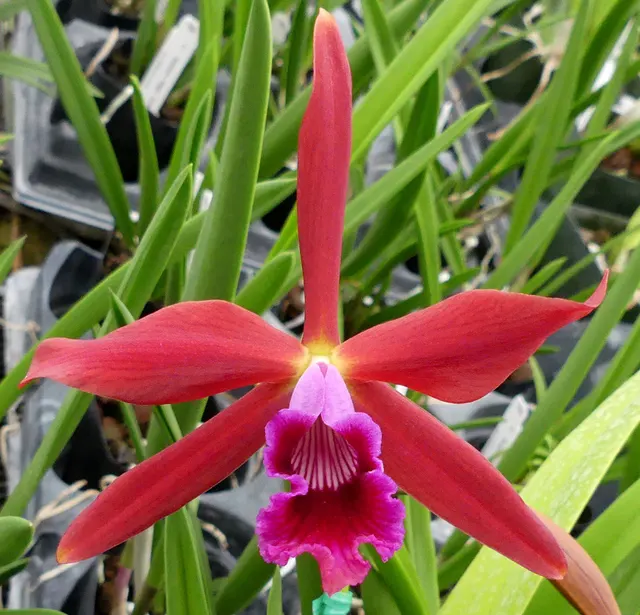 Laeliocattleya Zip (Laeliocattleya)