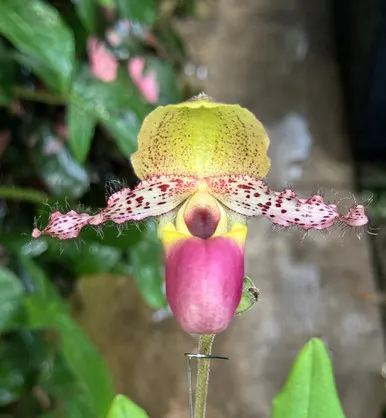 Paphiopedilum moquettianum