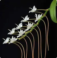 Aerangis ellisii