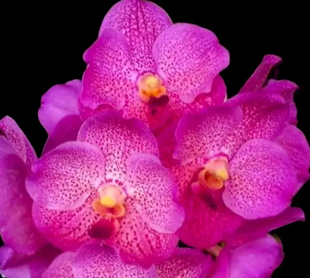 Vanda Somsri Velvet