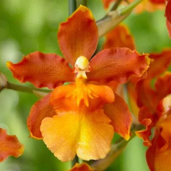 Oncidium Catatante 'Pacific Sunburst'