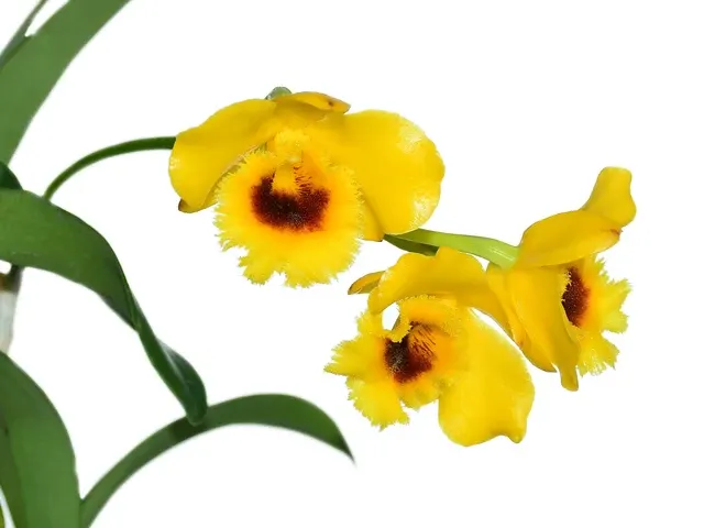 Dendrobium chrysotoxum var suavissimum (Dendrobium)