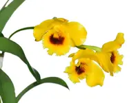 Dendrobium chrysotoxum var. suavissimum