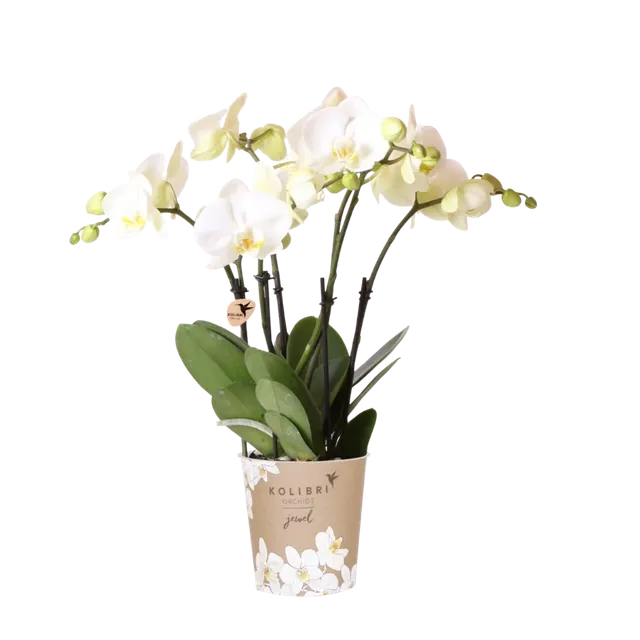 Phalaenopsis 'Ghent' (Phalaenopsis)