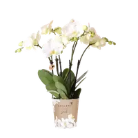 Witte orchidee ‘Ghent’ Ø12cm