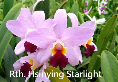 Rhyncattleanthe Hsinying Starlight 'Pink Lady' (Rhyncattleanthe)