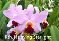 Rth. Hsinying Starlight 'Pink Lady' (Rth. Star Parade x C. Dakao) (M423) (Hybrid) Rth.=Rhyncattleanthe