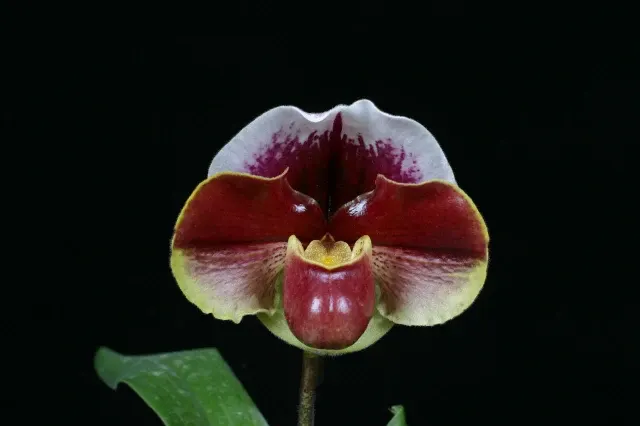 Paphiopedilum Carmen Sea SM/JOGA X Paph. Wine World 'Fire Ball'