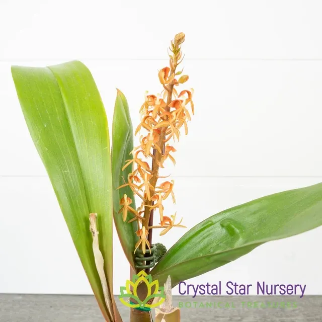 Liparis nutans (Liparis)
