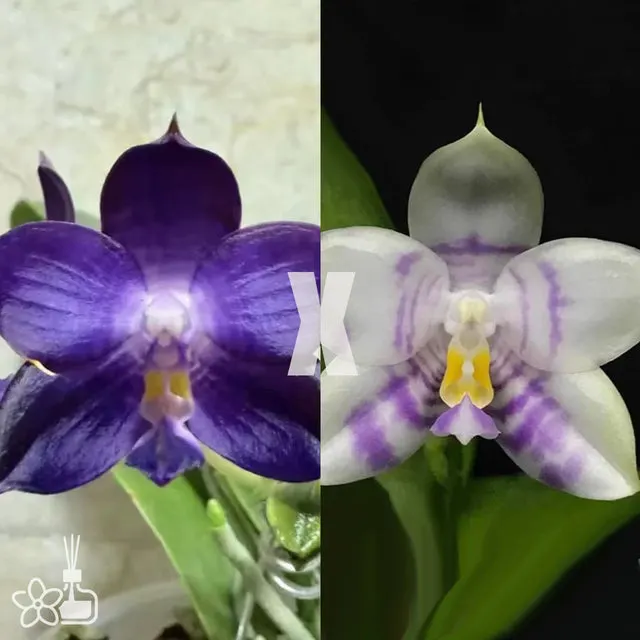 Phalaenopsis Mituo Purple Dragon 'Blue Whale' x Phalanx