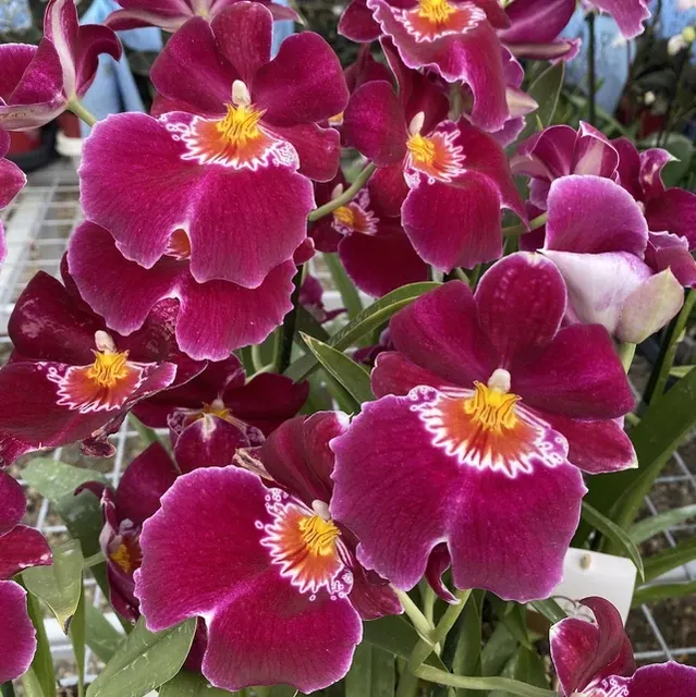 Miltoniopsis Red Tide Parfumata