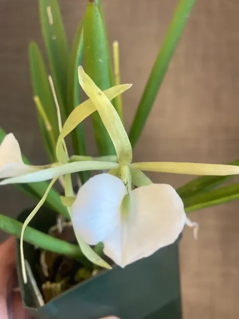 Brassavola nodosa x 'Mas Major'
