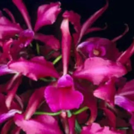 Cattleya Elegans 'SVO Prince' (Cattleya)