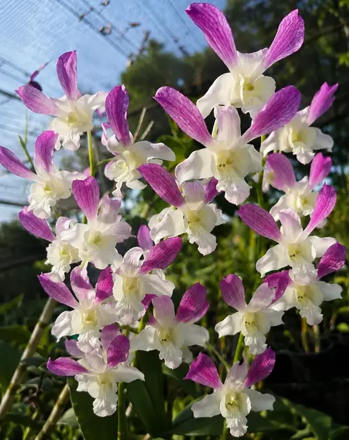 Dendrobium Rabbit Pink White Two Tone