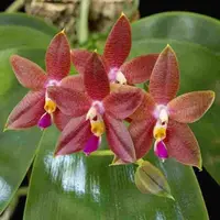 Phal. Hannover Passion X Phal. Princess Kauilani