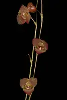 Stelis hirtzii