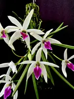 Leptotes bicolor ('Spitskop' x 'Alkmaar') AQ/SAOC