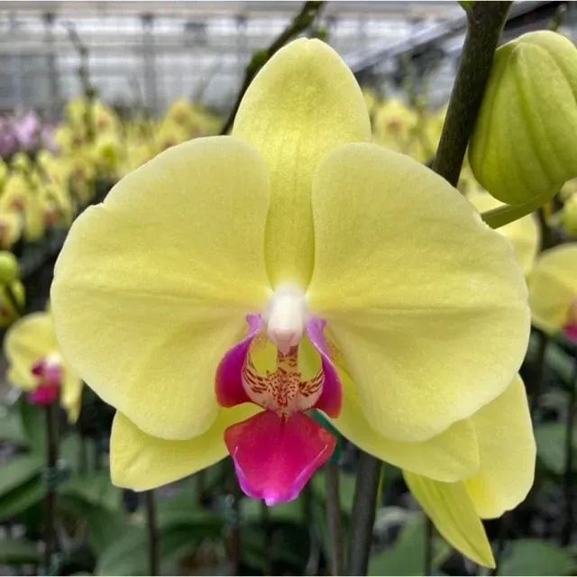 Phalaenopsis Younghome Golden (Phalaenopsis)