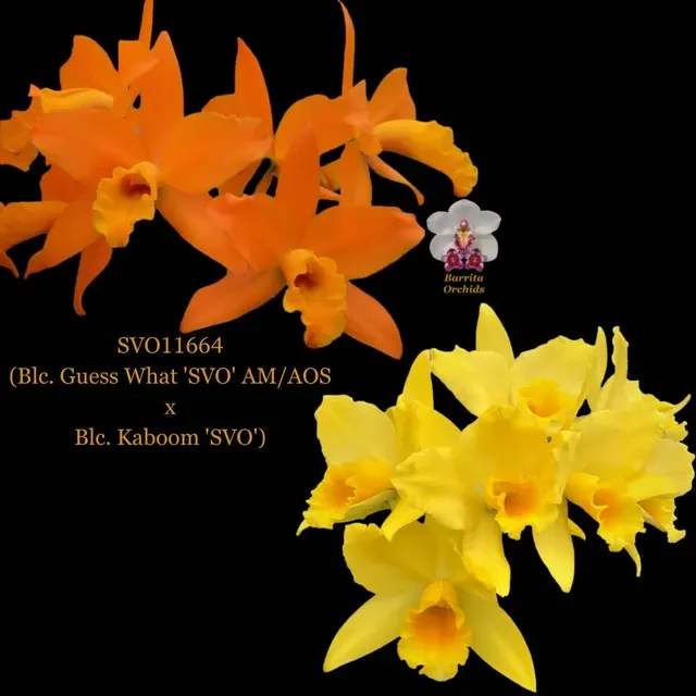 Cattleya Orchid Hybrid SVO11664 'SVO'