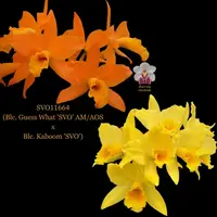 Cattleya Orchid Hybrid SVO11664 (Blc. Guess What 'SVO' AM/AOS x Blc. Kaboom 'SVO')