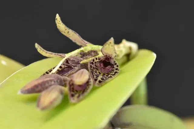 Acianthera majakoluckae