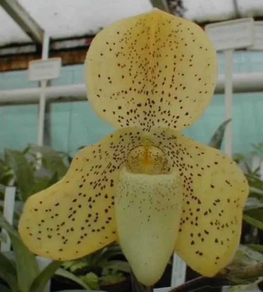 Paphiopedilum concolor 'hennisianum'