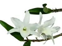 Dendrobium Sagimusume cf