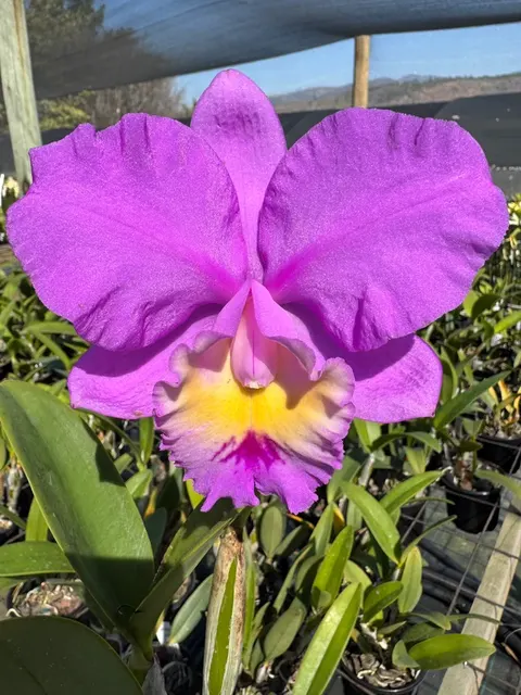 Rhyncholaeliocattleya Kruger Safari (Rhyncholaeliocattleya)
