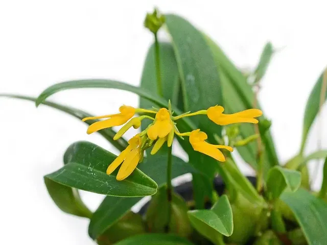 Bulbophyllum vietnamense (Bulbophyllum)