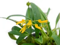 Bulbophyllum vietnamense