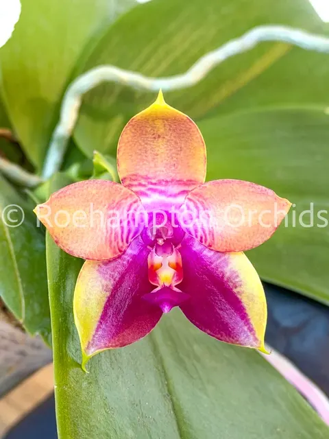 Phalaenopsis Mok Choi Yew × LD's Bear Queen 'Fairytale'