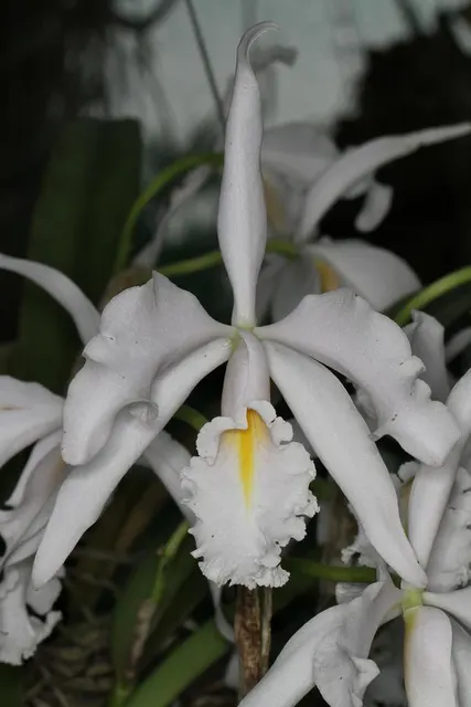 Cattleya maxima albescens (Cattleya)