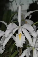 Cattleya maxima albescens — Large