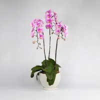 Pink Phalaenopsis Orchid (3 Stalks) — Negeri Sembilan