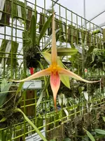 Bulbophyllum for sale